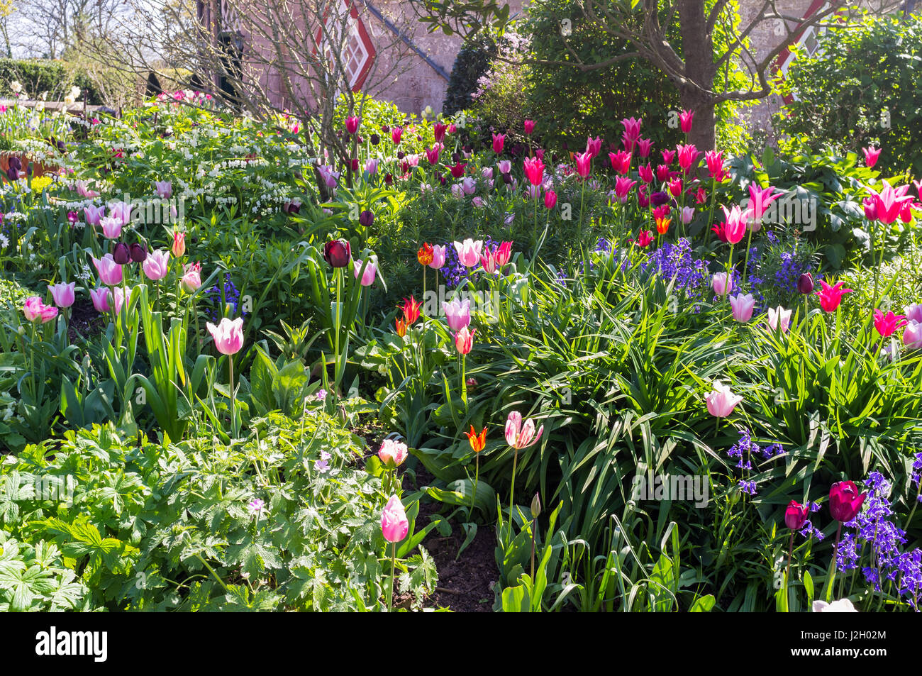 Tulpen wachsen im Garten eines Hauses aus dem 18. Jahrhundert. Stockfoto
