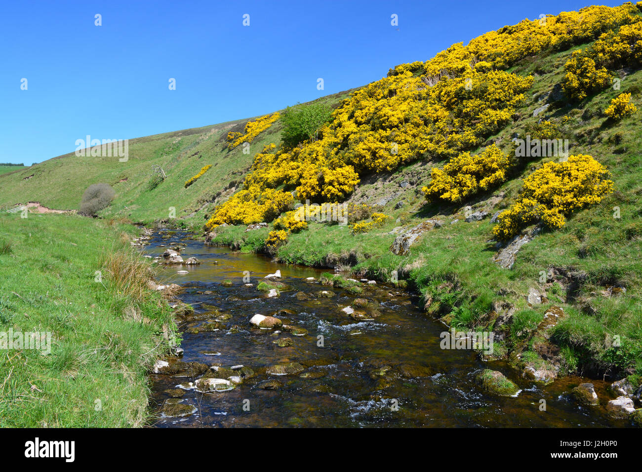 Bothwell Wasser, Scottish Borders Stockfoto