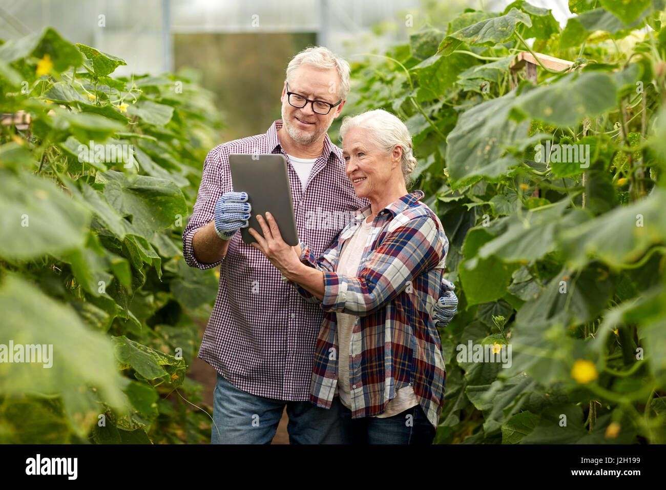 Älteres Paar mit Tablet-pc am Bauernhof Gewächshaus Stockfoto