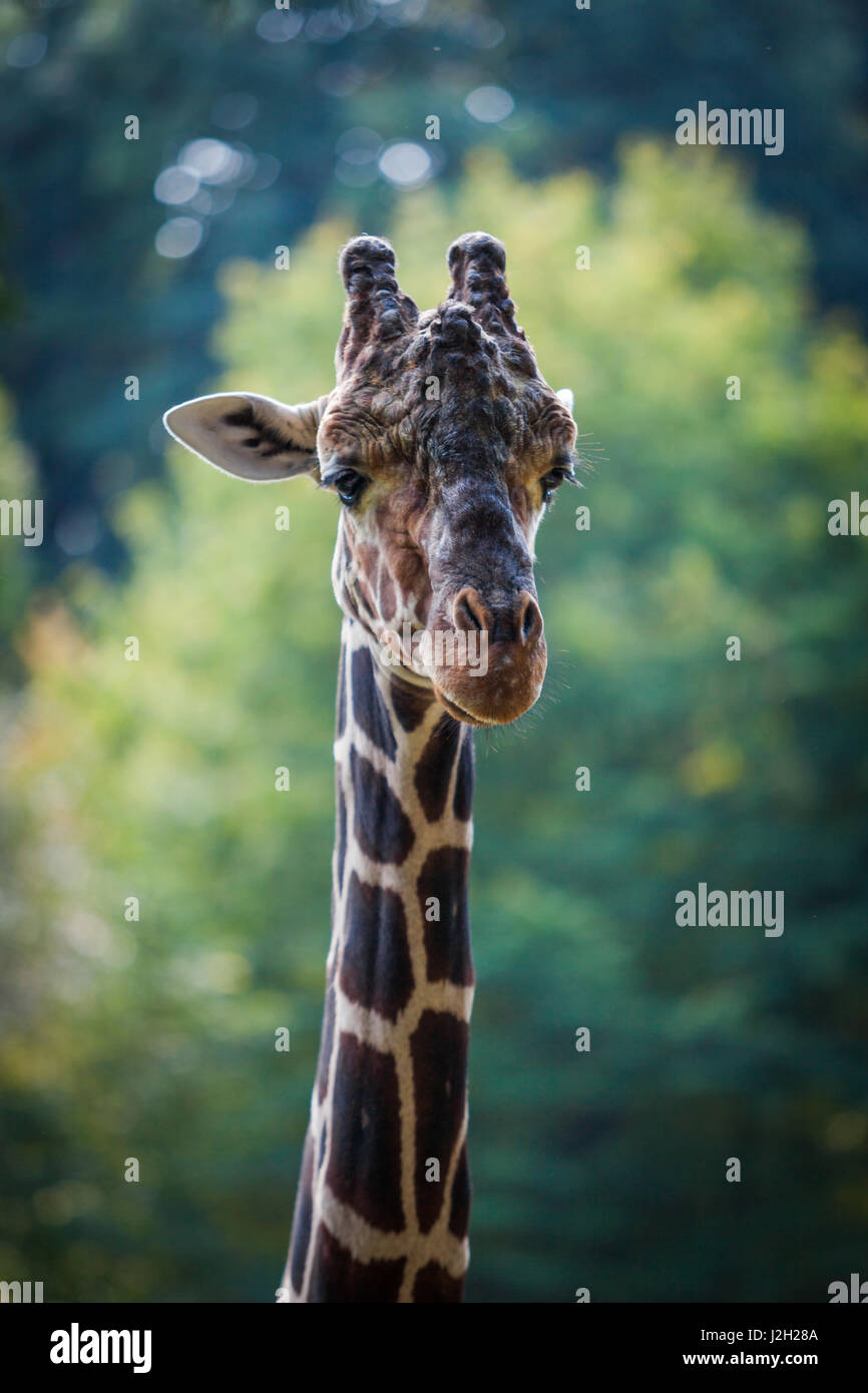 Porträt einer Neugierige Giraffe (Giraffa Giraffe) Stockfoto