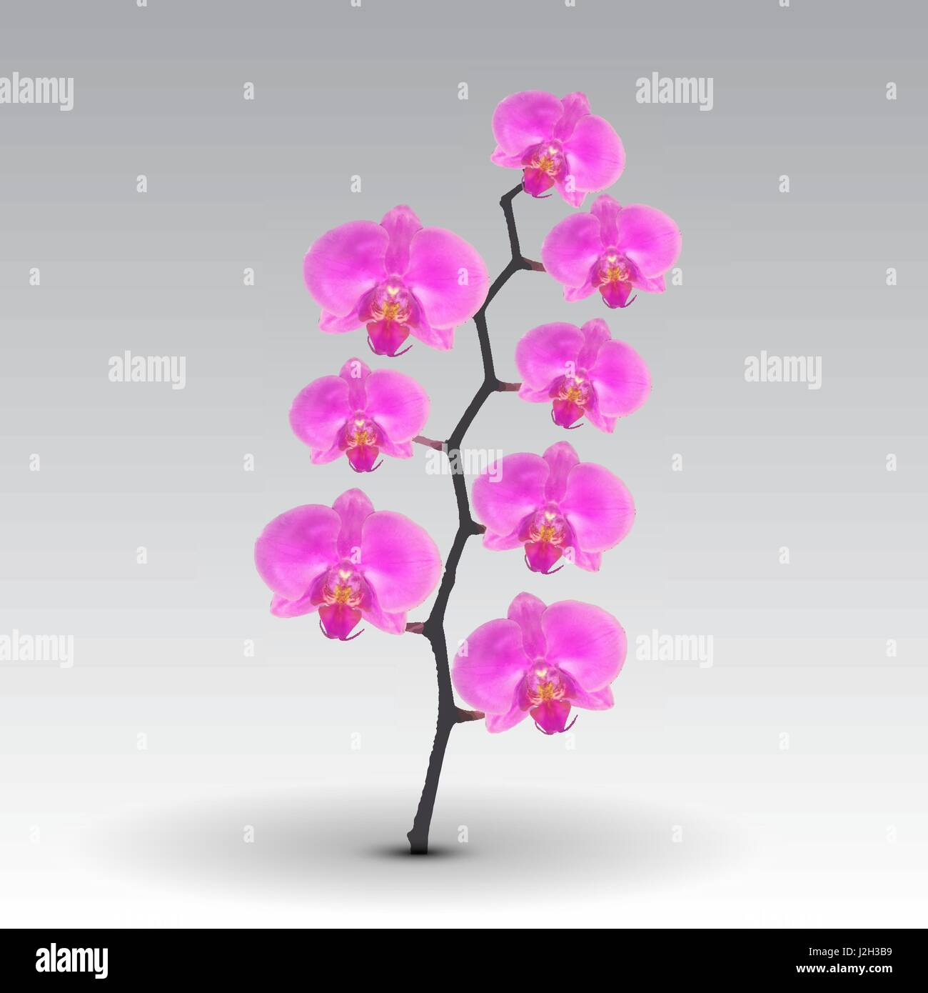 Filiale Blüten der Orchidee Pink. Vektor-Illustration. Stock Vektor