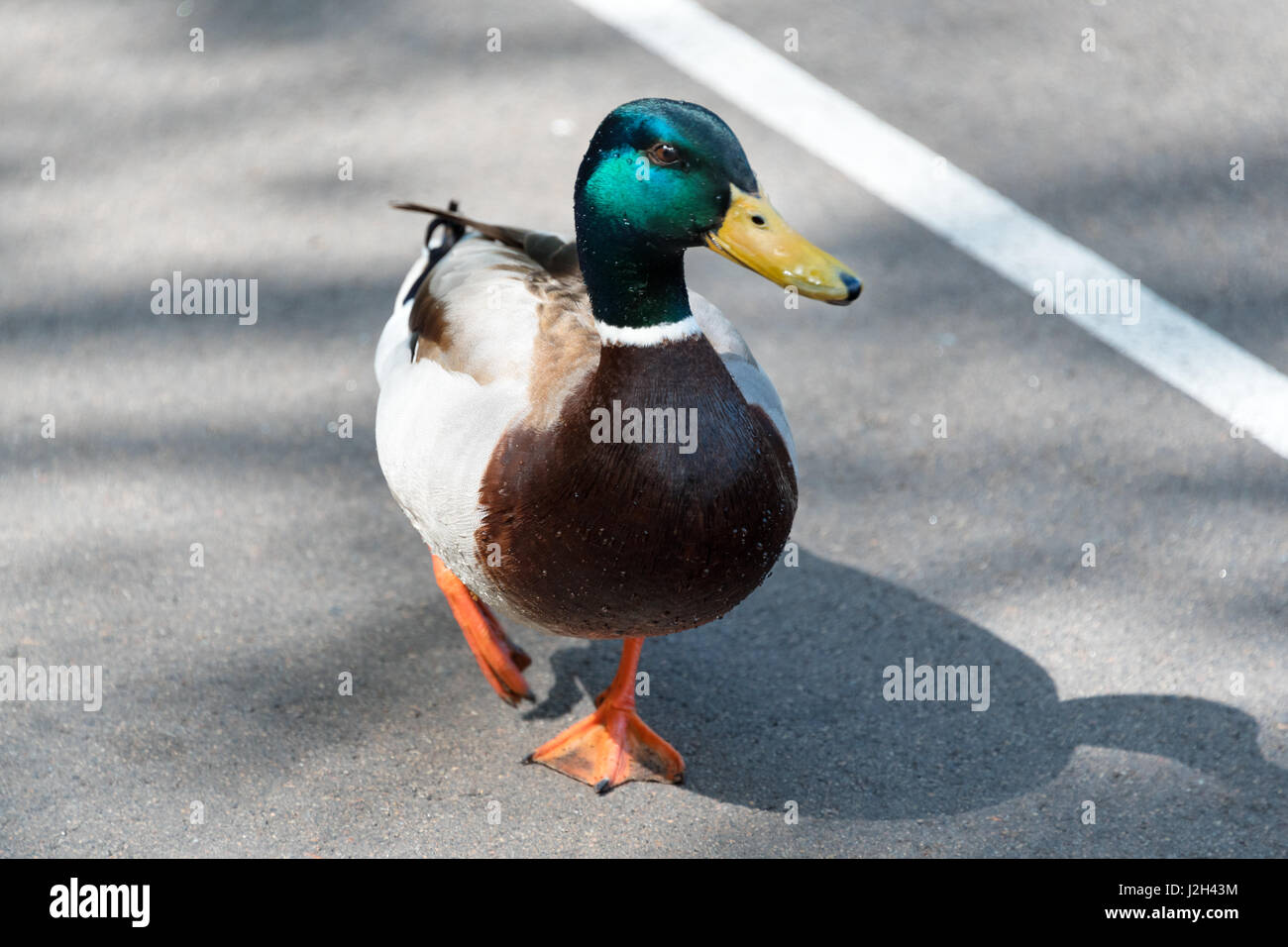 Männliche Stockente, Anas Platyrhynchus, Überquerung der Straße Closeup. Stockfoto