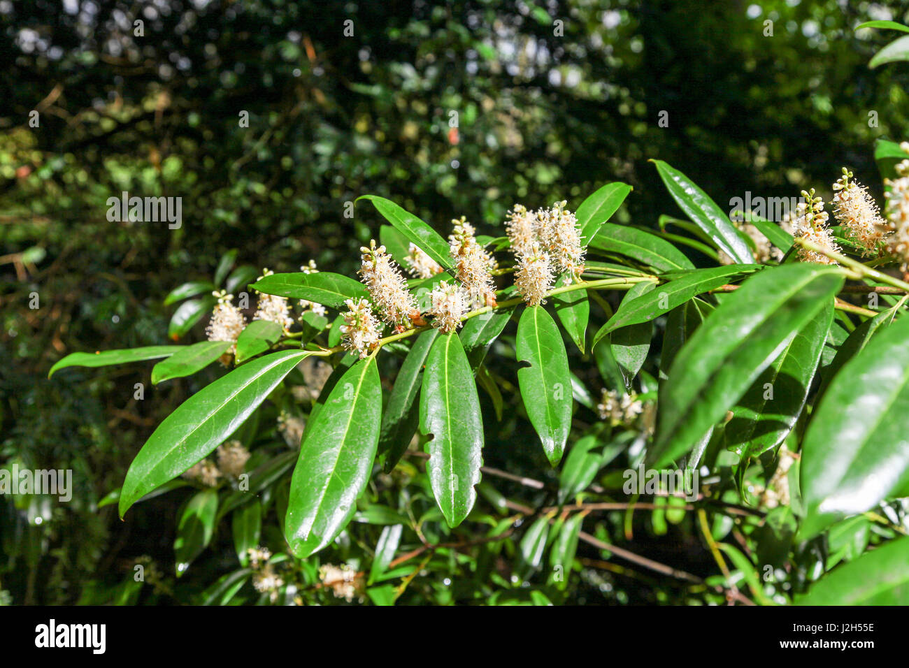 Die weißen Blüten und glänzenden immergrünen Blätter eines echten Lorbeer (Laurus Nobilis) oder Englisch Laurel oder Bay ist ein aromatischer immergrüner Baum oder Großstrauch Stockfoto