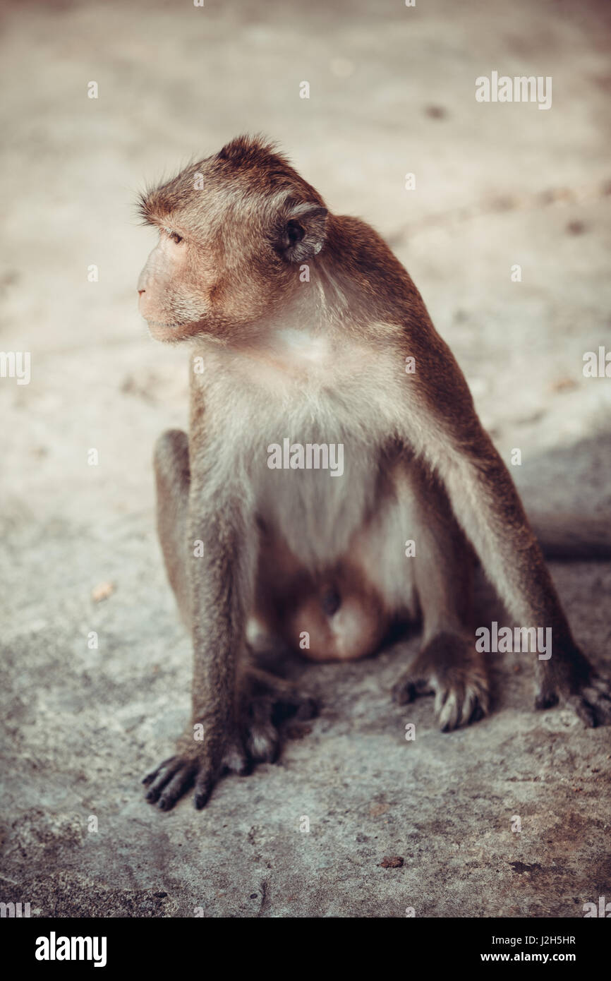 Affe-Porträt Stockfoto