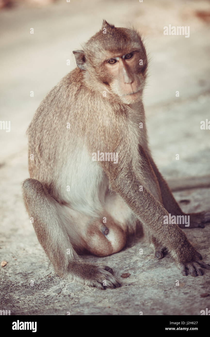 Affe-Porträt Stockfoto