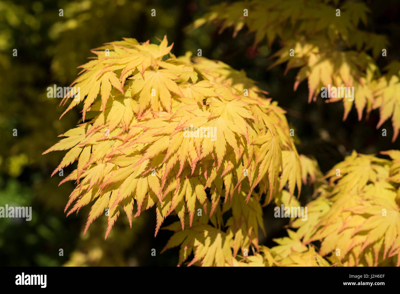 Acer Arten, in herbstlichen Farben, Surrey, Großbritannien Stockfoto