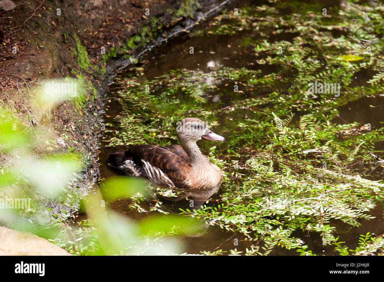 Braun gefiederte weibliche Ente schwimmen auf der Seite der Teich gefüllt mit braunen Wasser und grünen Blättern. Stockfoto