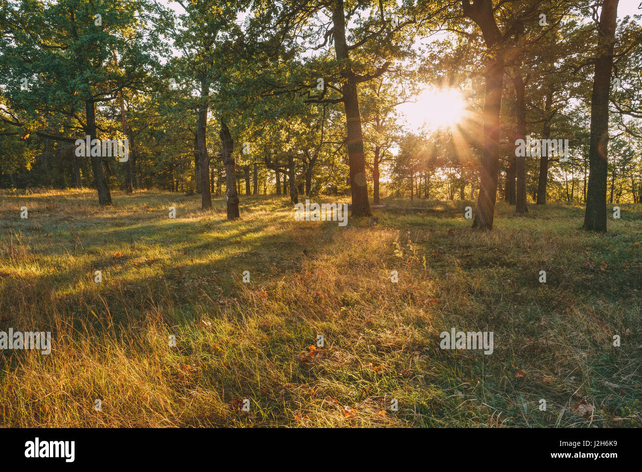 Sonnenauf- oder Sonnenuntergang im Herbst Waldlandschaft. Sonne Sonnenschein mit natürlichem Sonnenlicht und Sonnenstrahlen durch Wald Bäume im Sommer Wald. Schöne landschaftliche V Stockfoto