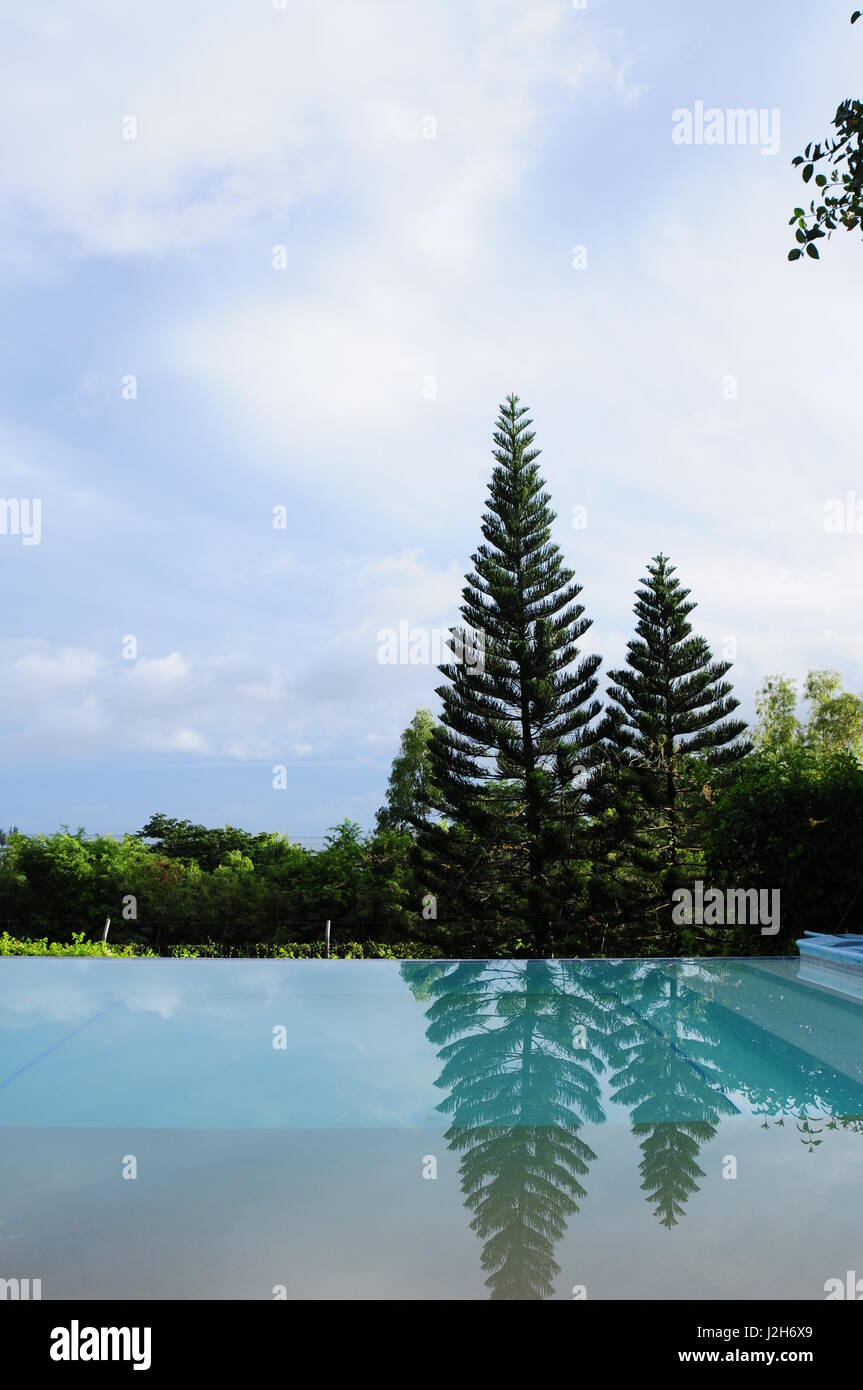 Baum Replection im Schwimmbad Stockfoto