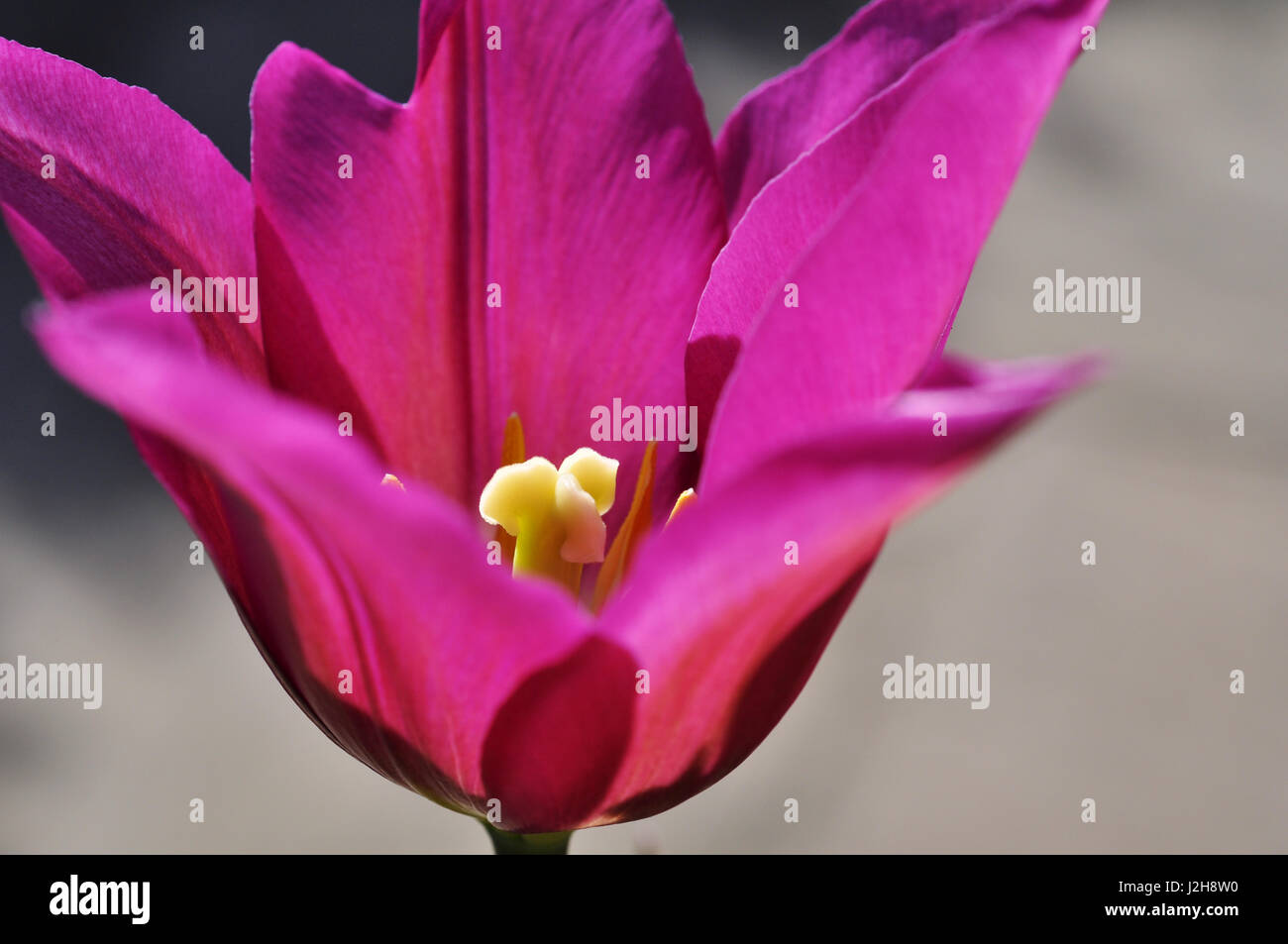 Tulip purple Dream Stockfoto