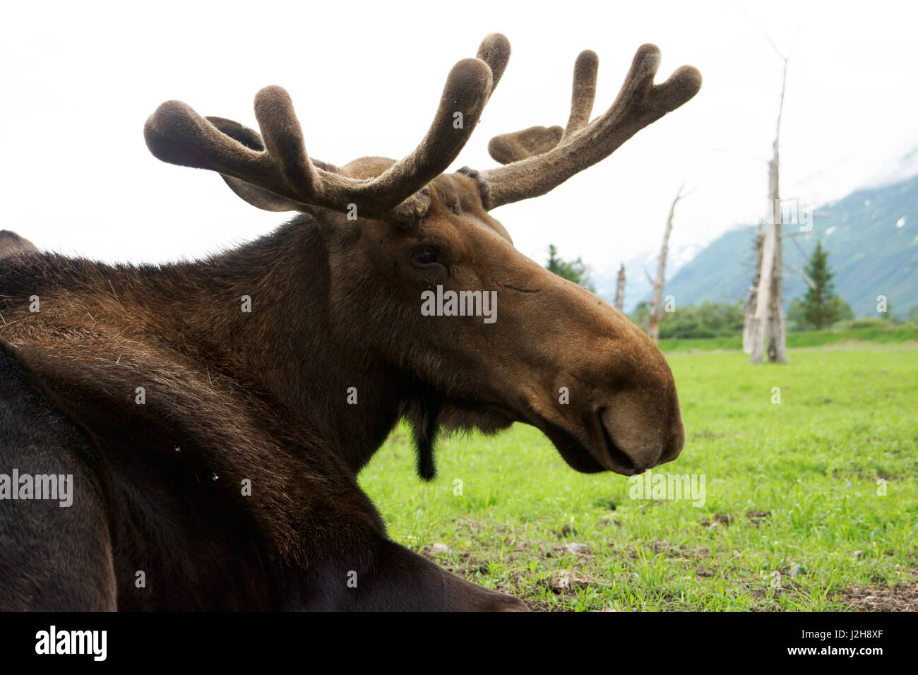 Stier Elch (Alces Alces) Sommer mit Geweih wächst bedeckt mit samt, Portage Wildlife Center, Alaska Stockfoto