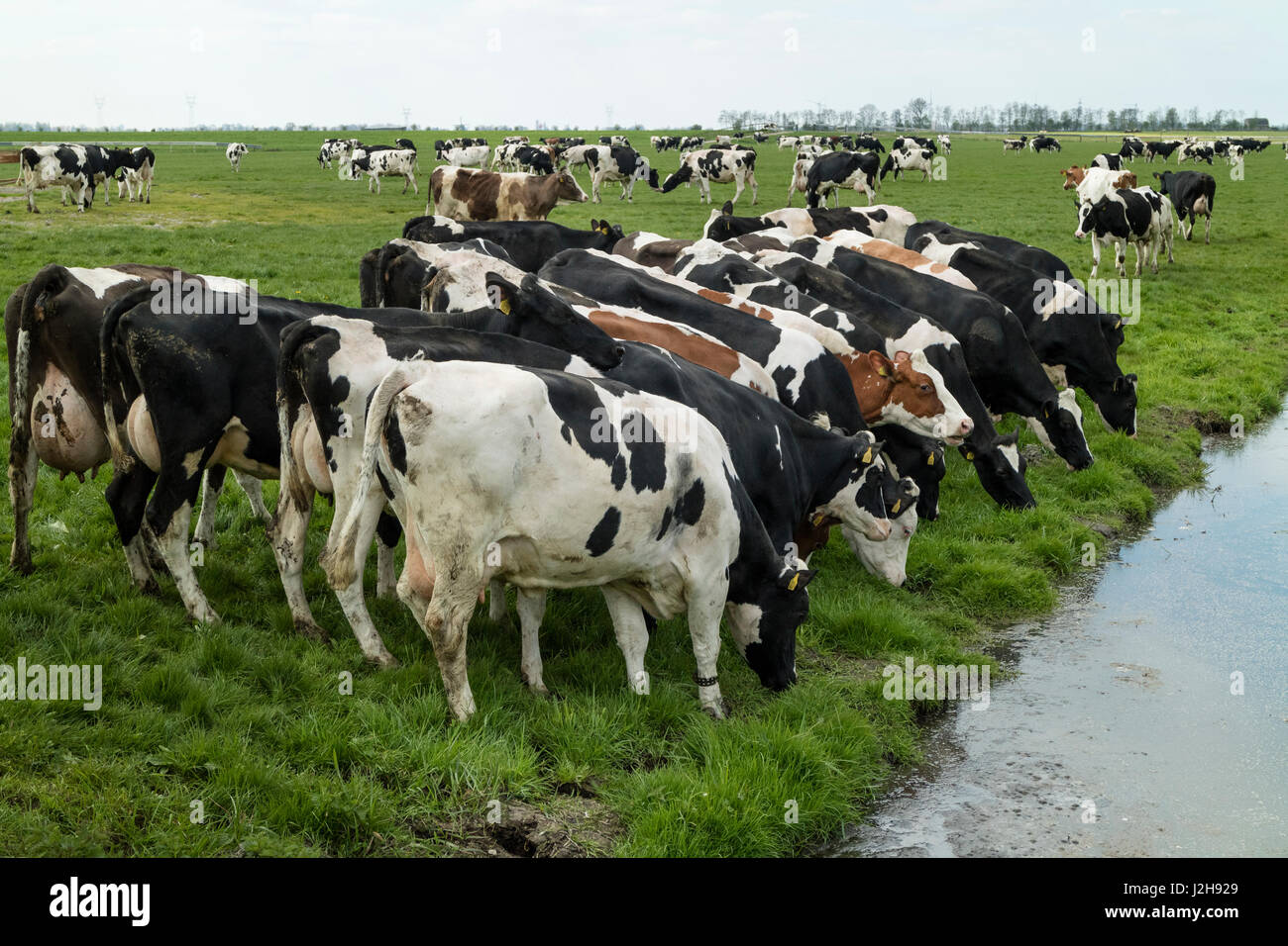 Gruppe af essen Kühe auf der Wiese in den Niederlanden Stockfoto