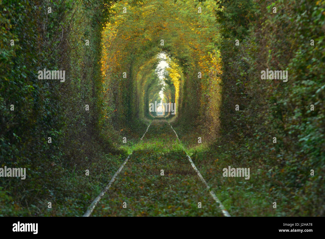 Neuer Bereich der natürlichen Tunnel von "Love" von Bäumen in Rumänien gebildet Stockfoto