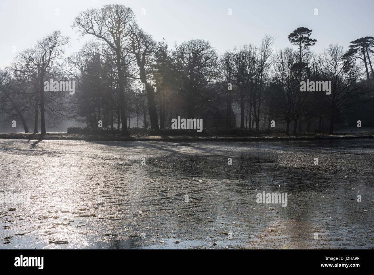 Gefrorenen See Winter Bäume, Surrey, Großbritannien Stockfoto