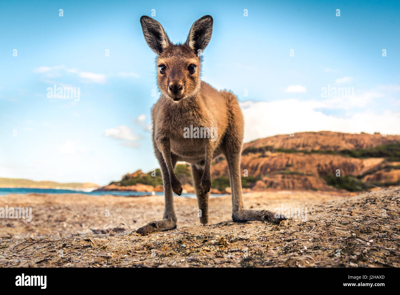 Wallaby Lucky Bay in Cape Le Grand Nationalpark, Western Australia, Australia Stockfoto