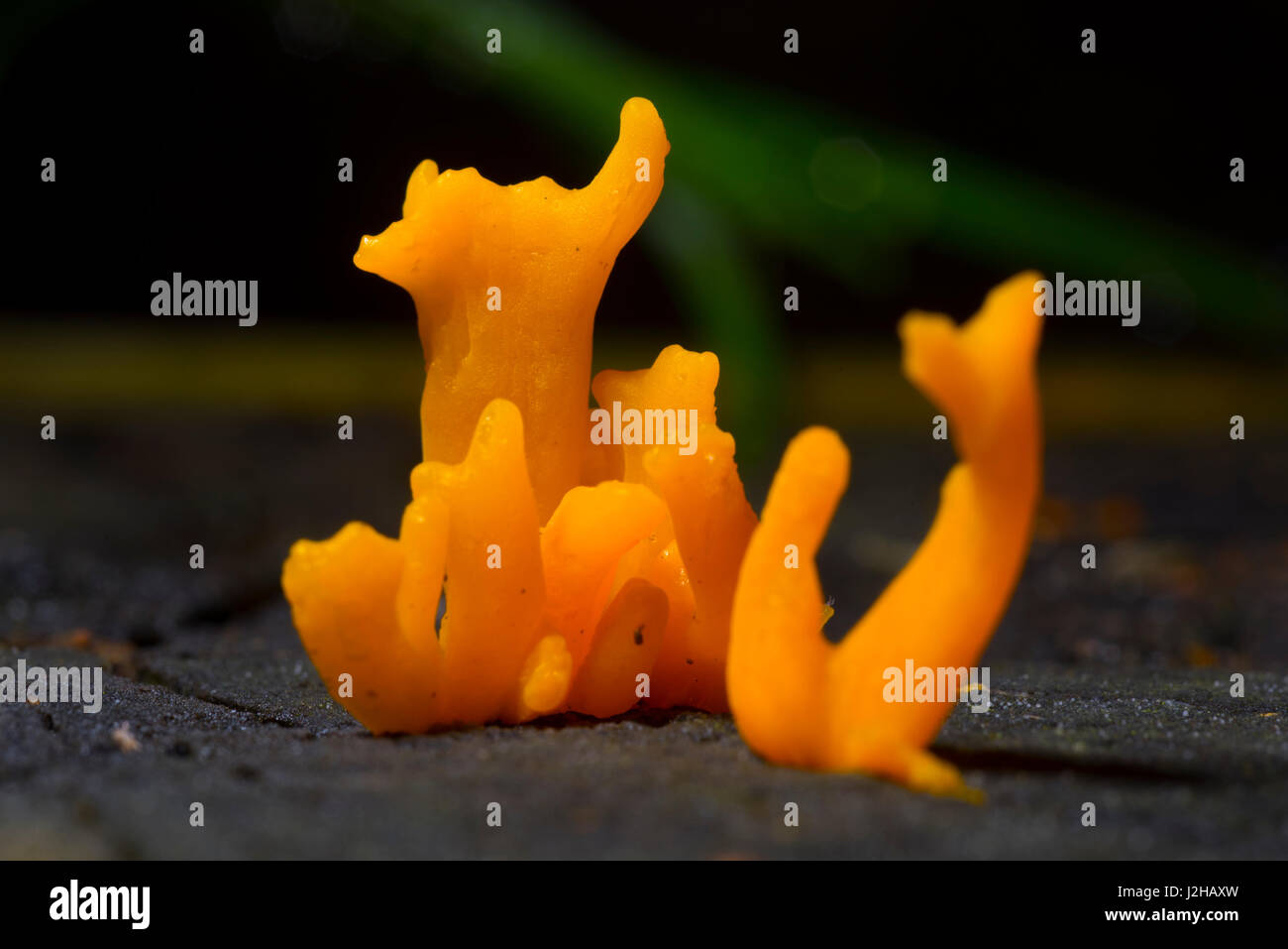 Hirschhorn-Gelee-Pilz (Calocera Cornea) Stockfoto