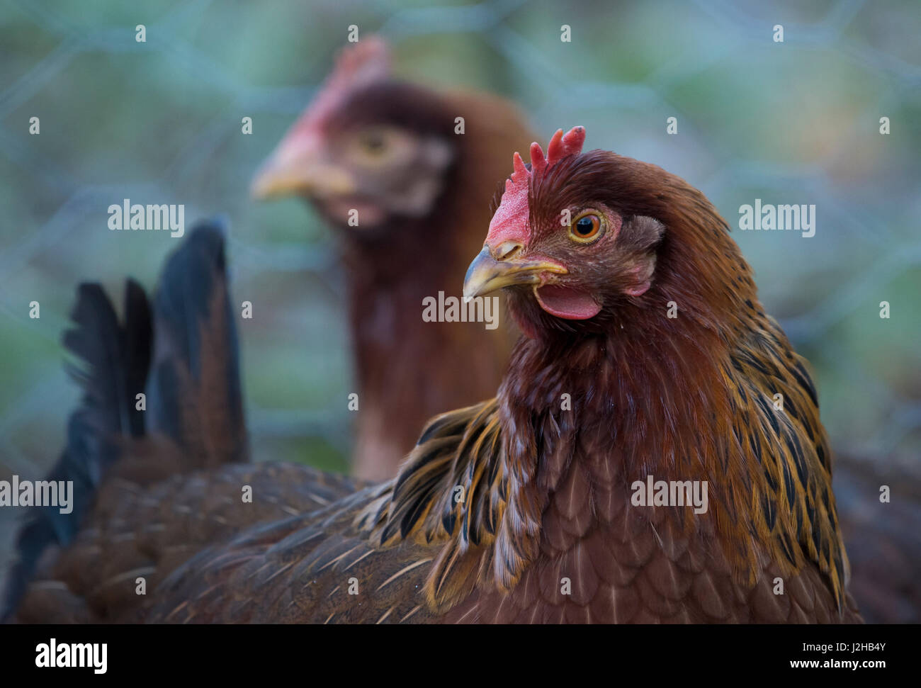 Nahaufnahme eines Welsummer oder Welsumer Hühners, einer holländischen Rasse von heimischen Hühnern, in einem Garten, Chipping, Lancashire.UK Stockfoto
