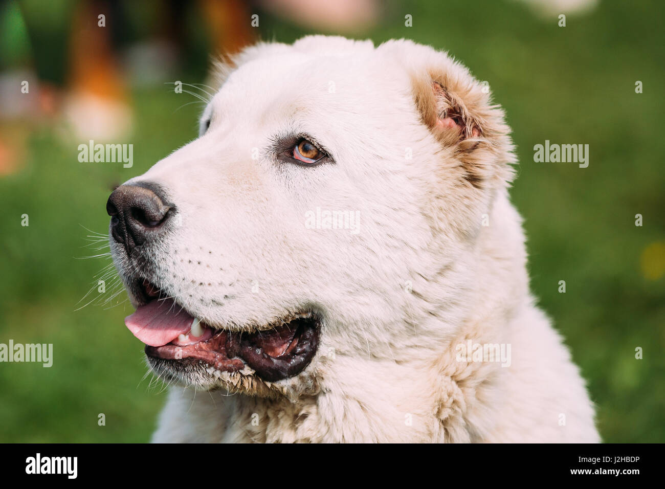 Portrait des zentralen asiatischen Schäferhundes hautnah. Alabay - eine alte Rasse aus den Regionen Zentralasiens. Als Hirten, sowie A zu schützen Stockfoto