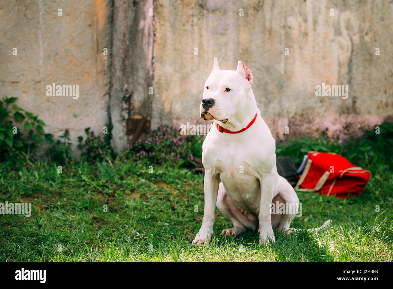 Weißer Hund der Dogo Argentino ist auch bekannt als die Argentinische Dogge eine große, weiße, muskulöser Hund, die In Argentinien in erster Linie dafür entwickelt wurde Stockfoto