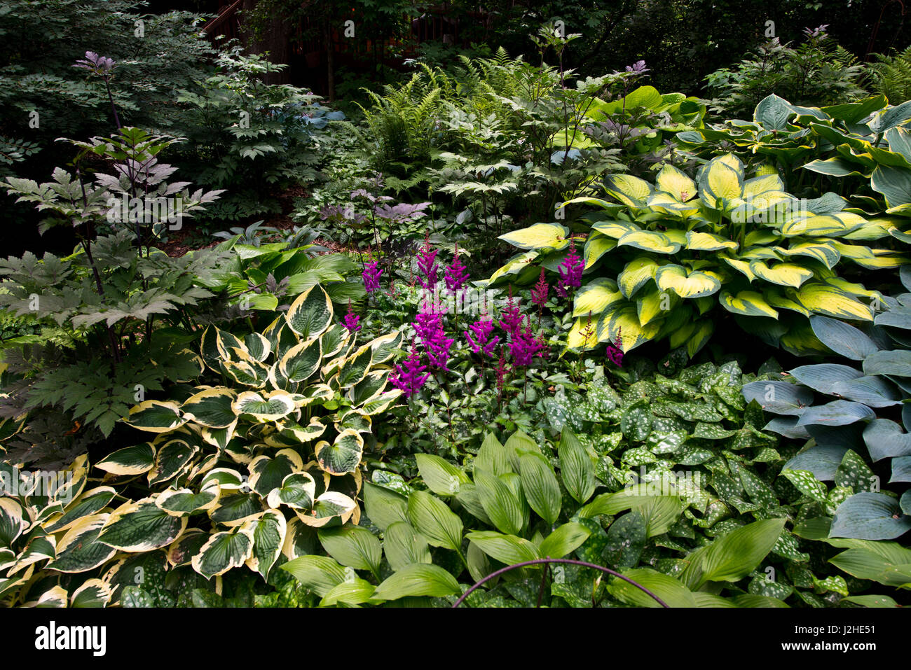 Minnesota, Mendota Heights. Hosta-Garten Stockfoto