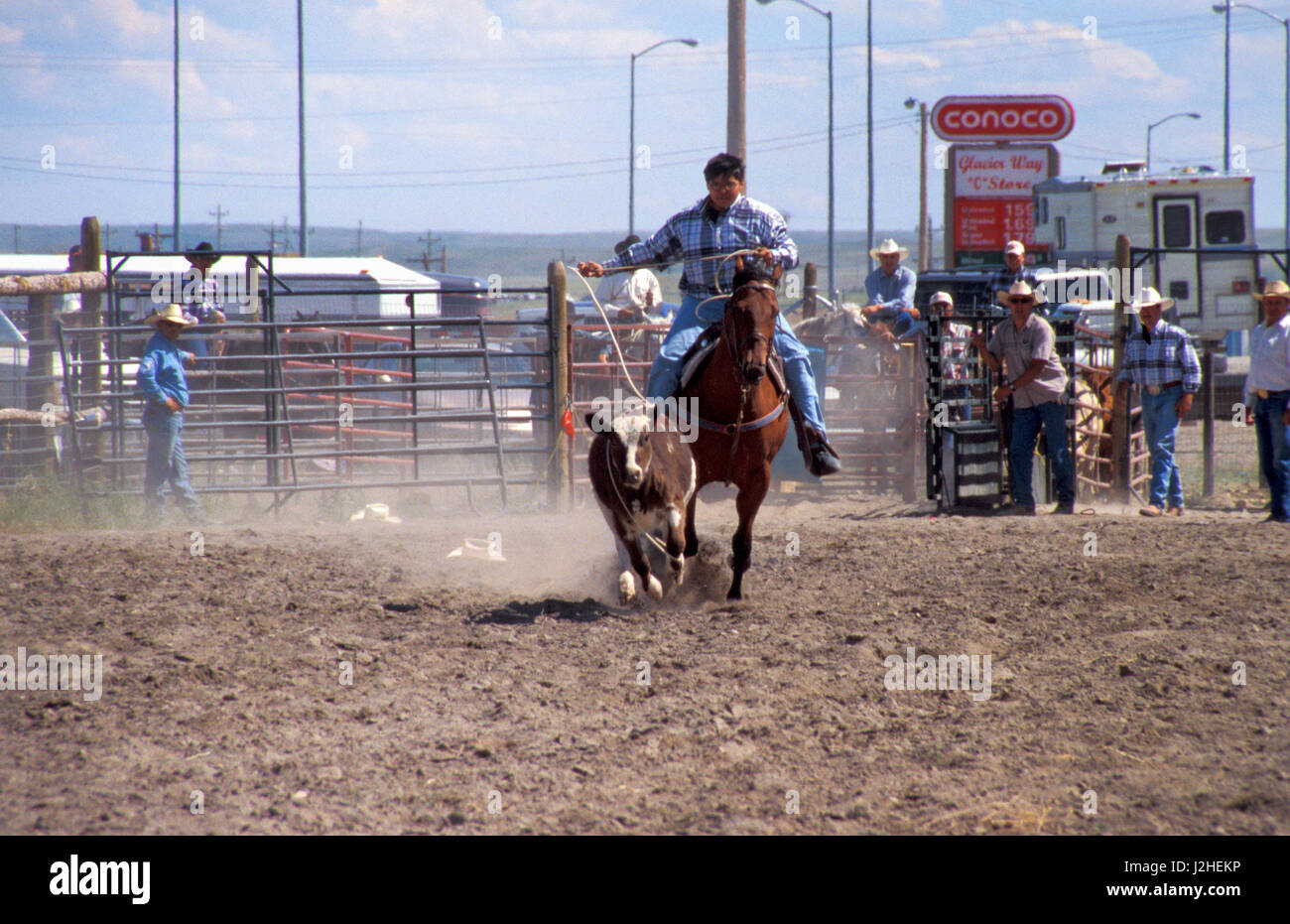 Cowboy Seile eine Steuern während der alle indischen Rodeo in Browning Montana auf der Blackfeet Indianer-Reservat Stockfoto