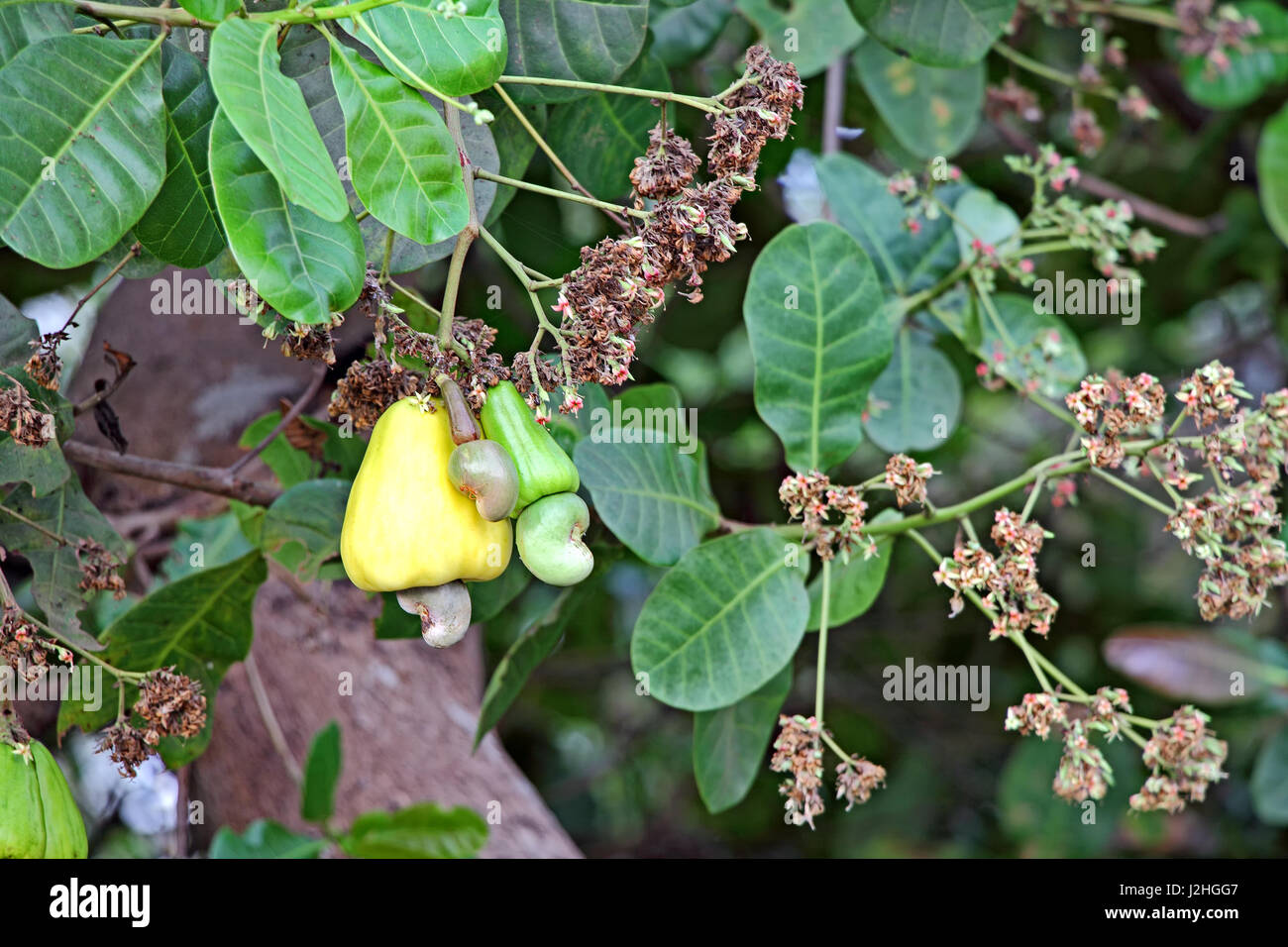 Reifung von Cashew-Nüssen, Anacardium Occidentale, im Baum in Goa, Indien. Cashew-Samen werden in Rezepten verwendet. Stockfoto