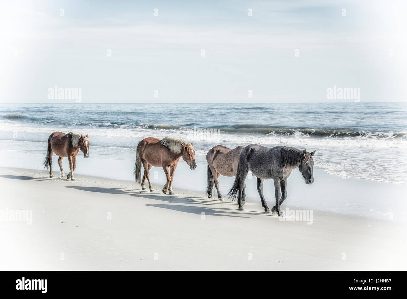 Eine Gruppe von wilden spanischen Mustangs der Corolla am Strand entlang spazieren. Stockfoto
