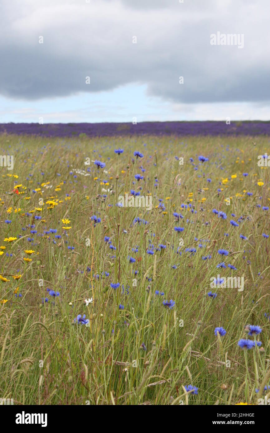 Snowshill Lavendel-Felder in den Cotswolds, England Stockfoto
