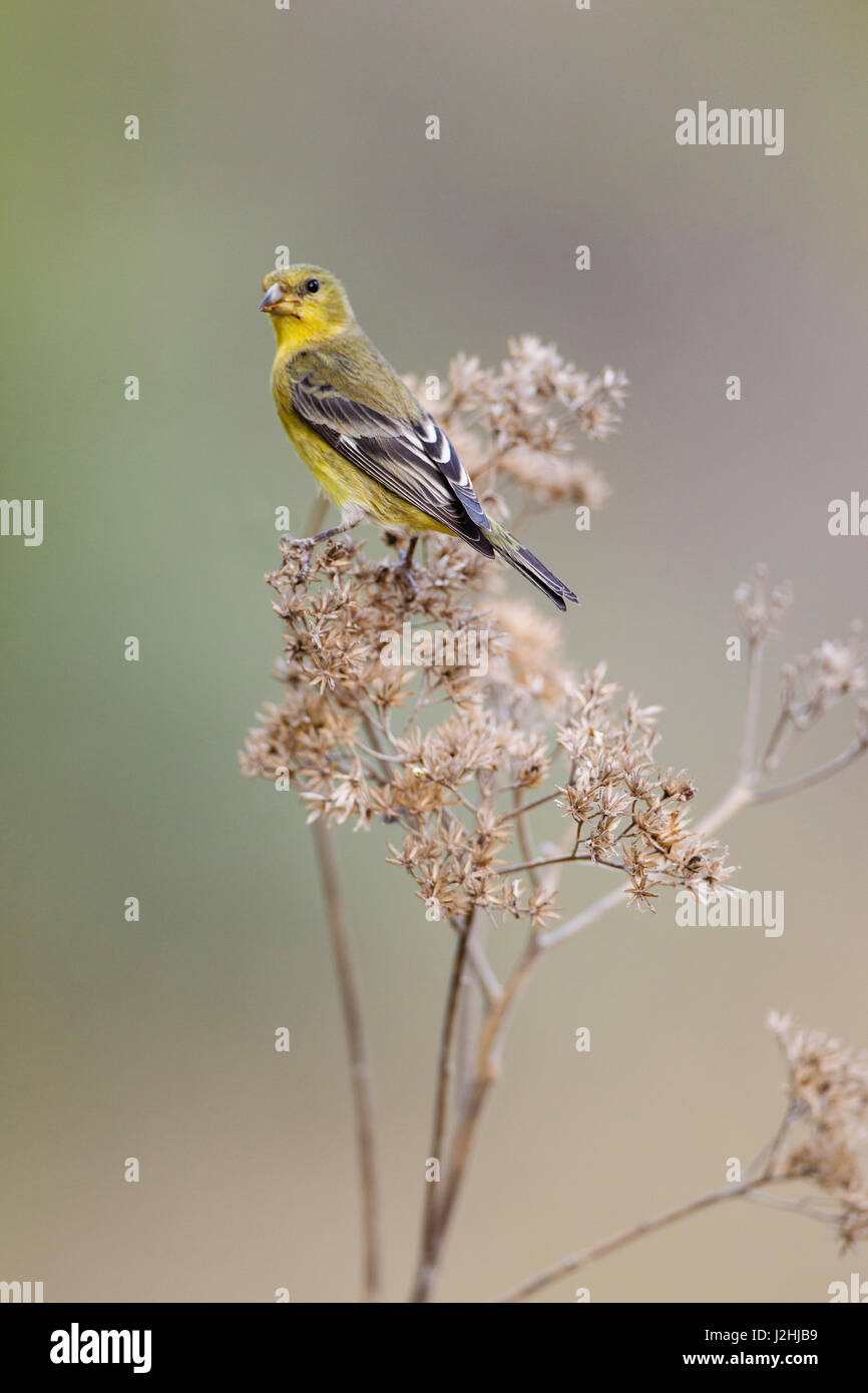 Geringerem Stieglitz (Spinus Psaltria) weibliche gehockt Unkraut Stockfoto