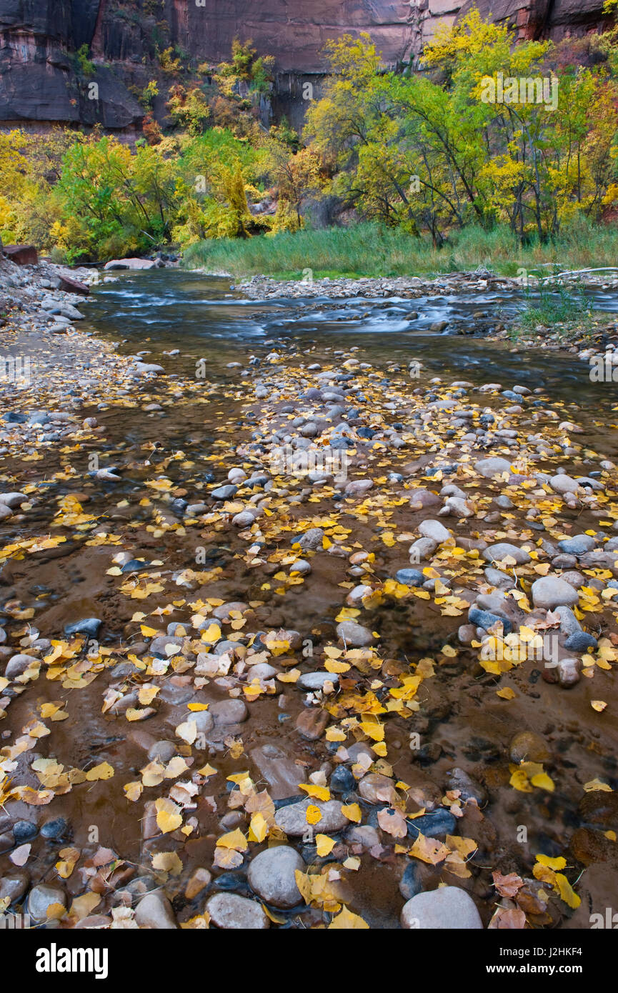 USA, Utah, Zion National Park. Laub in die Meerenge. Kredit als: Nancy Rotenberg / Jaynes Galerie / DanitaDelimont.com Stockfoto