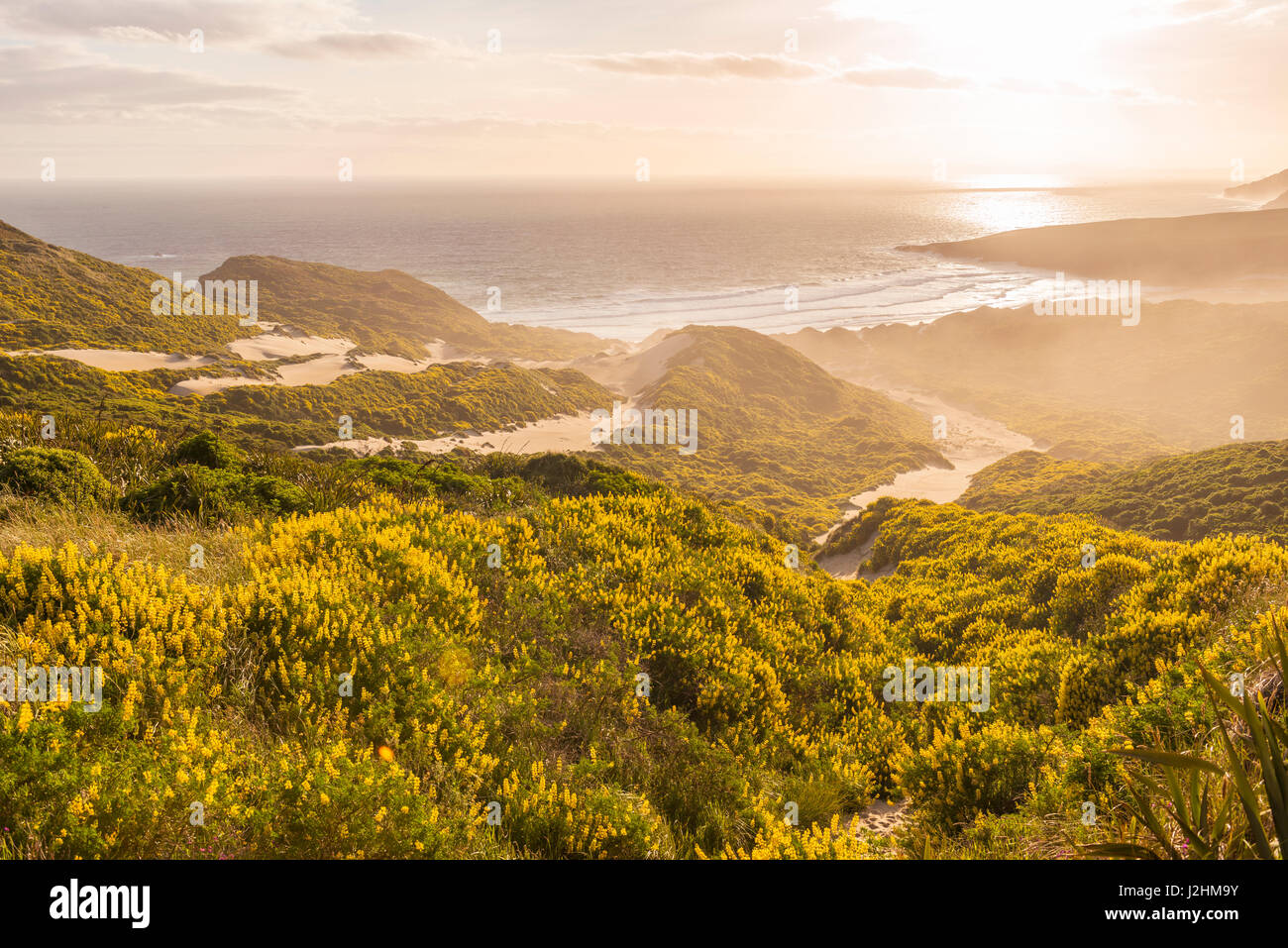 Gelbe Lupine (Lupinus Luteus) auf Sanddünen, Blick auf Küste, Sandfly Bay, Southland, Otago Peninsula, Dunedin, Otago Region Stockfoto