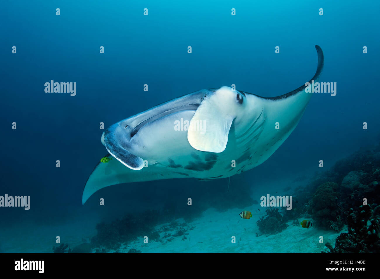 Riff-Mantarochen (Manta Alfredi), Schwimmen über Korallenriff, Vorderansicht, Fisch, Raja Ampat, West-Papua, Pazifik, Indonesien Stockfoto