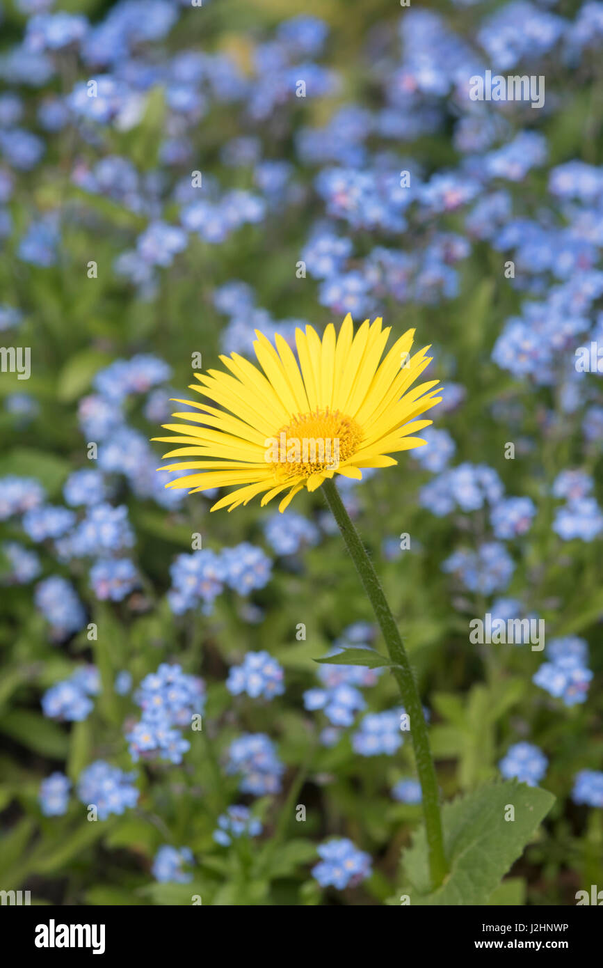 Doronicum Orientale Finesse Blume. Leoparden, Bane Stockfoto