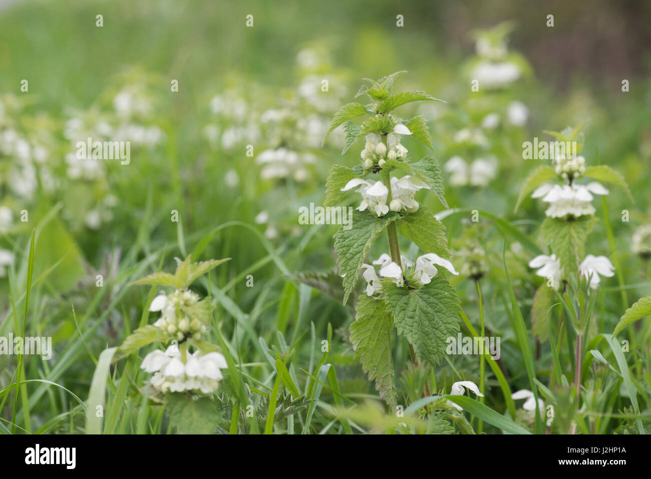 Lamium Album. Weiß Deadnettles, blühen in der englischen Landschaft Stockfoto