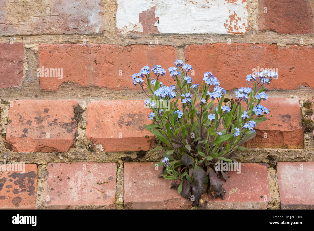 Myosotis Sylvatica. Wald-Vergissmeinnicht aus einer Mauer wachsen.  Cotswolds. UK Stockfoto
