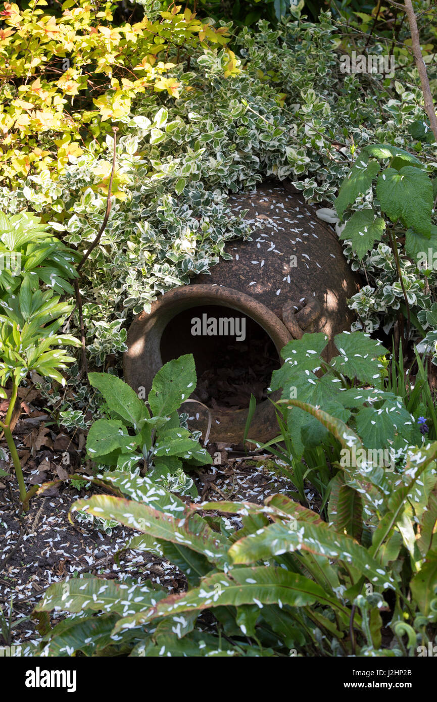 Alte Terracotta Urne in einem Garten für Tiere Unterschlupf verwendet. UK Stockfoto