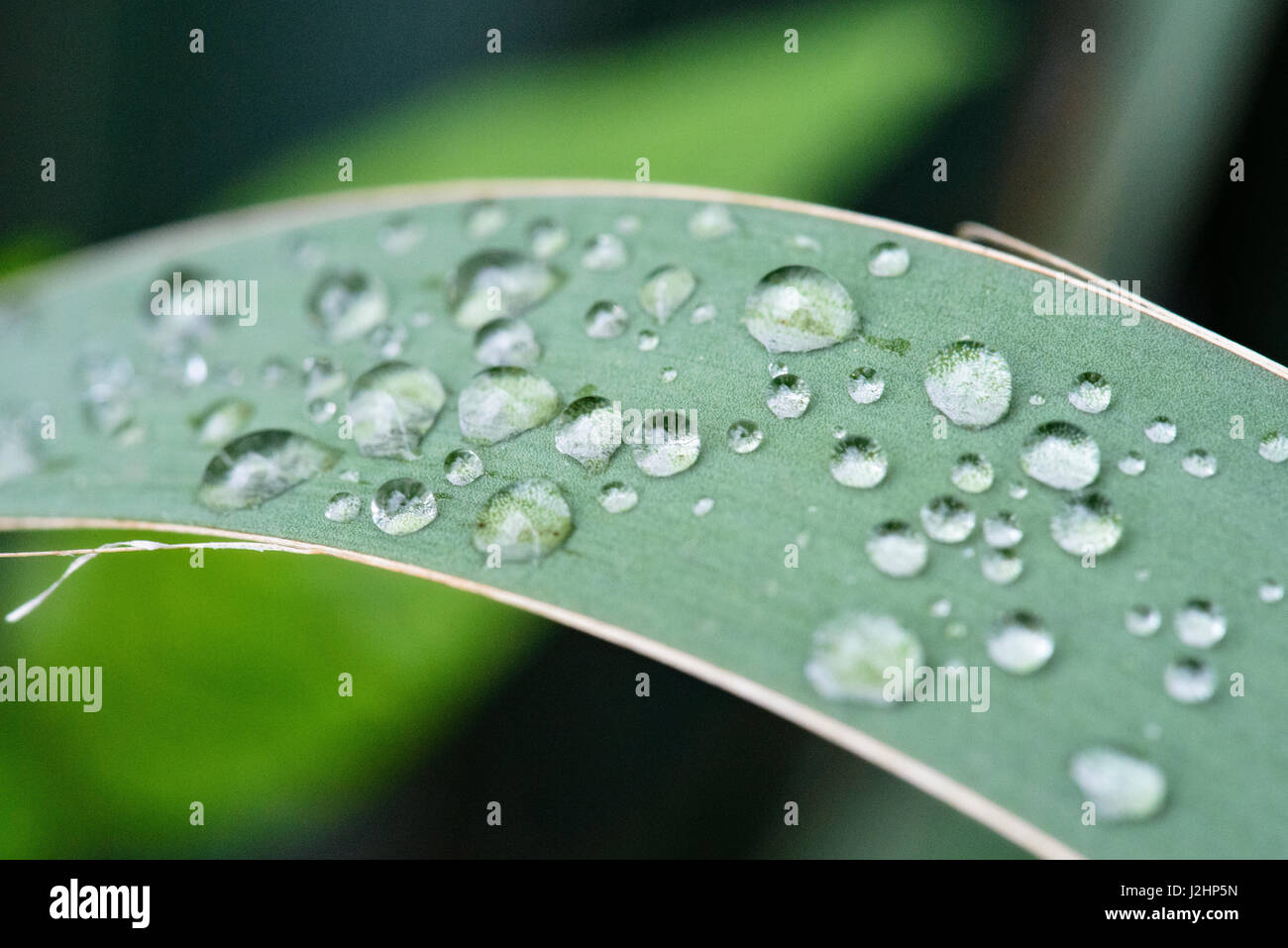 Nahaufnahme der Regen Tröpfchen auf Blatt. (Großformatige Größen erhältlich) Stockfoto