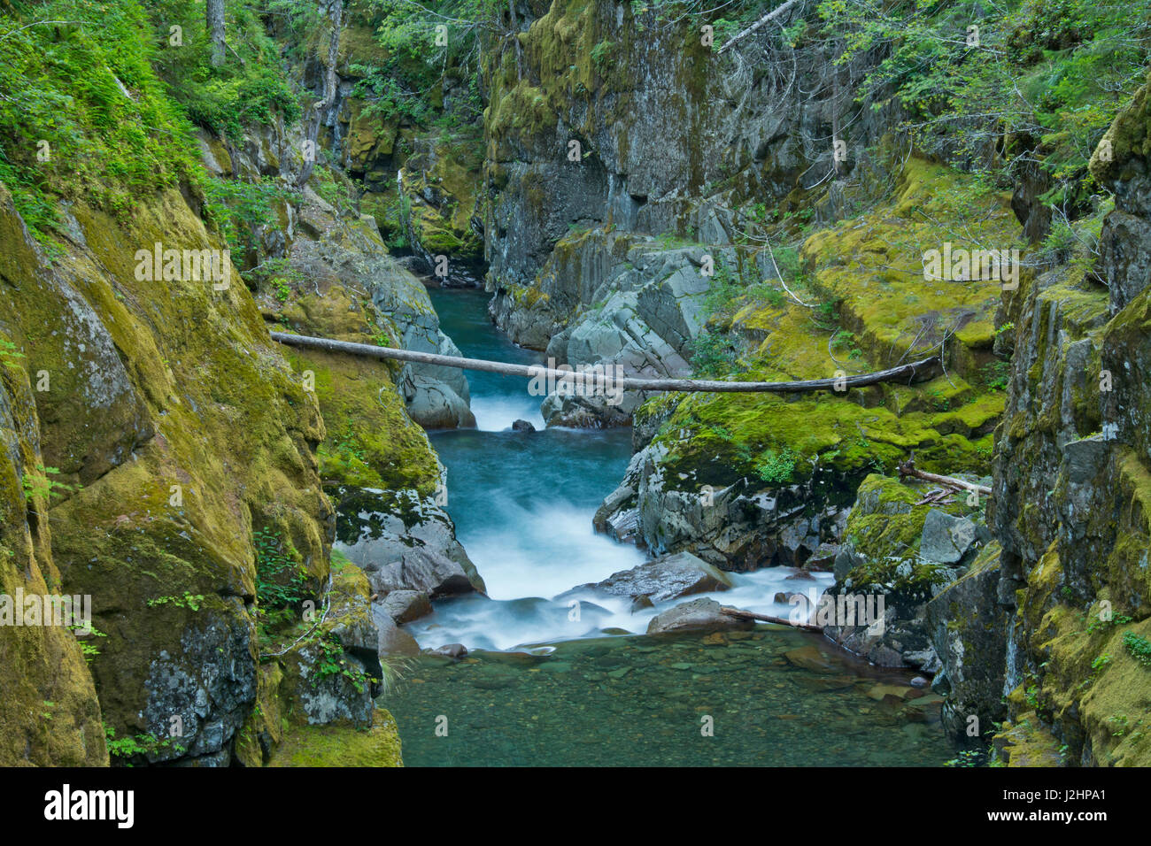 Ohanapecosh River, Silver Falls, Mount Rainier Nationalpark, Washington, USA Stockfoto