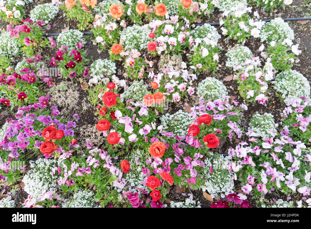 Natur Garten bunte schöne Blüte Stockfoto