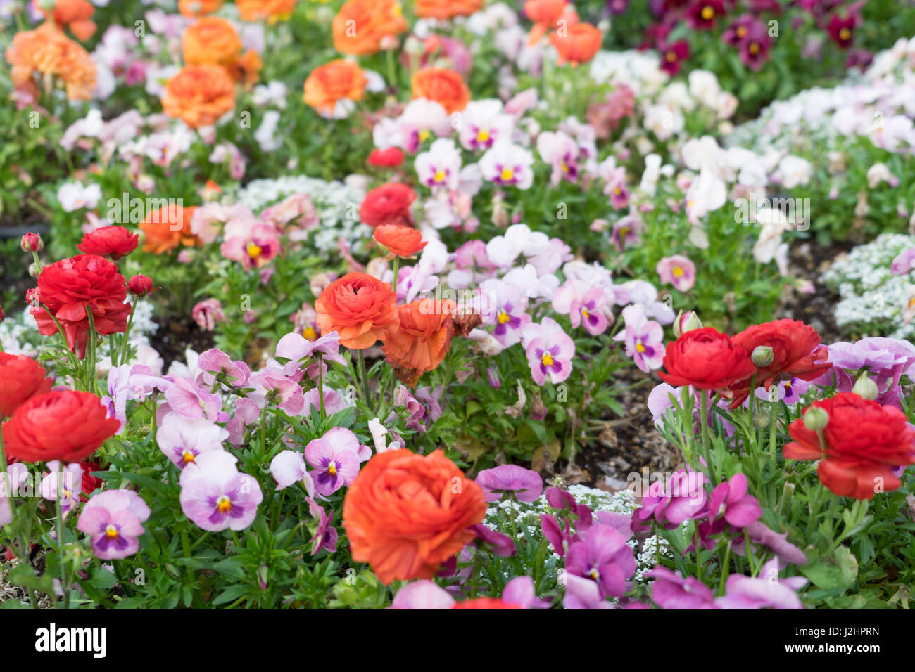 Natur Garten bunte schöne Blüte Stockfoto
