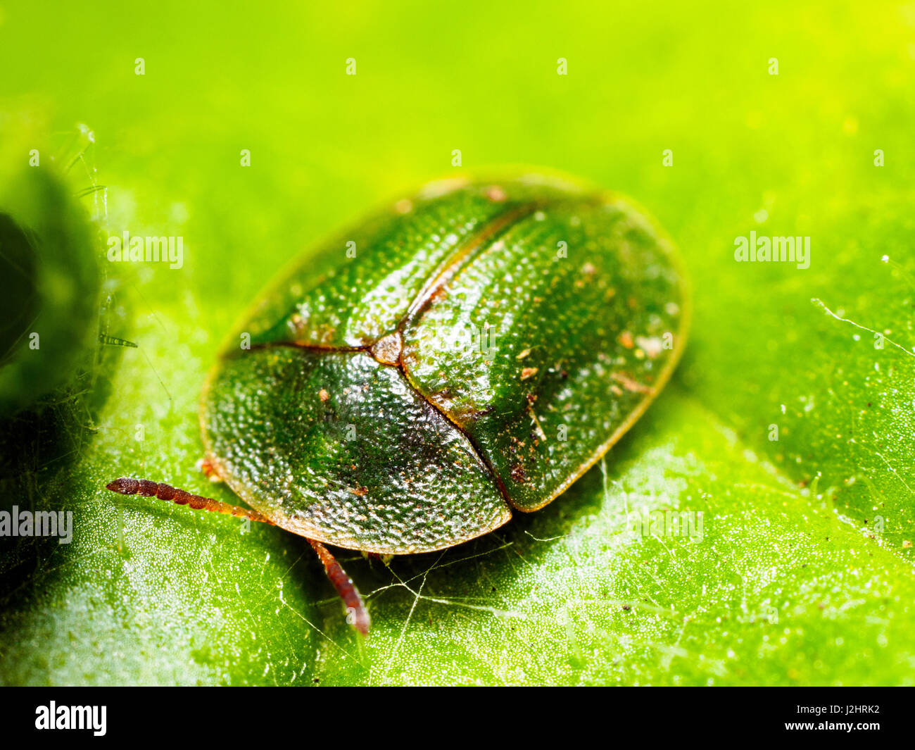 Grüne Schildkröte Käfer (Cassida Viridis) - London, England Stockfoto