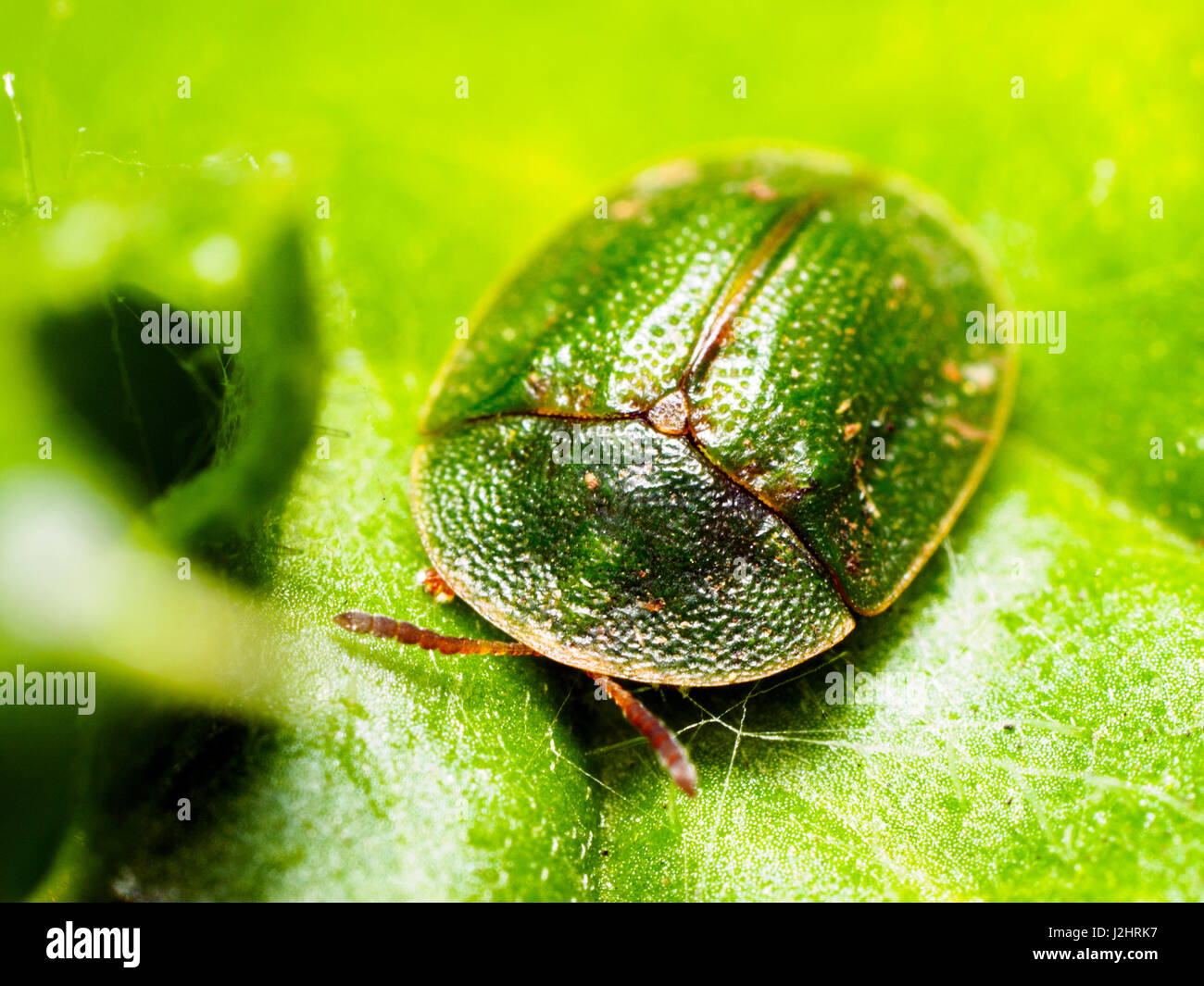 Grüne Schildkröte Käfer (Cassida Viridis) - London, England Stockfoto