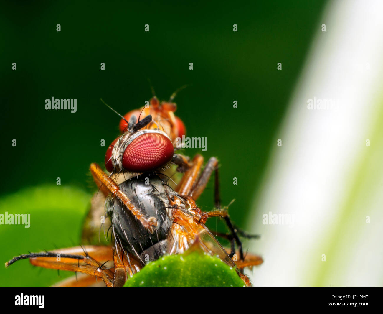 Zwei Fliegen kämpfen (Musca Domestica Vs Scathophaga Inquinata) - London, England Stockfoto