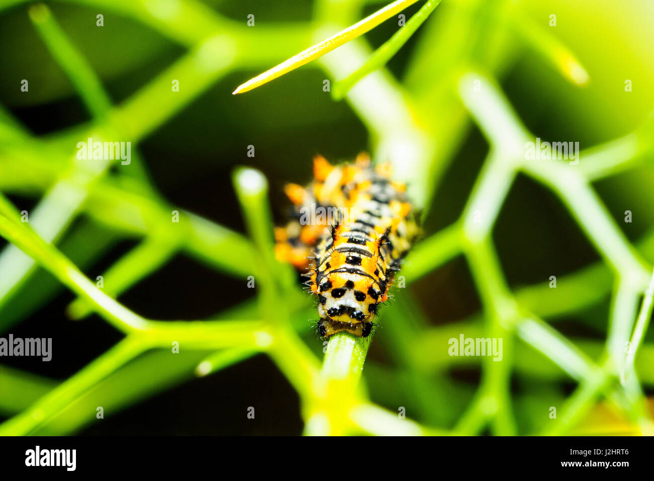 Caterpillar schon Apollo-Falter - Italien Stockfoto