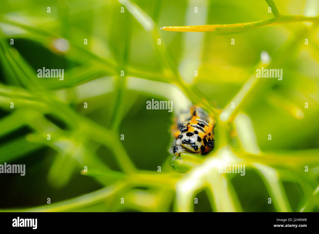 Caterpillar schon Apollo-Falter - Italien Stockfoto