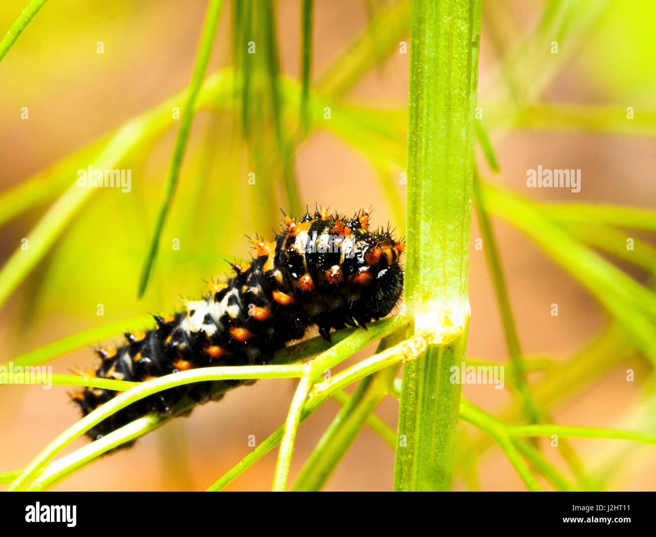Caterpillar schon Apollo-Falter - Italien Stockfoto