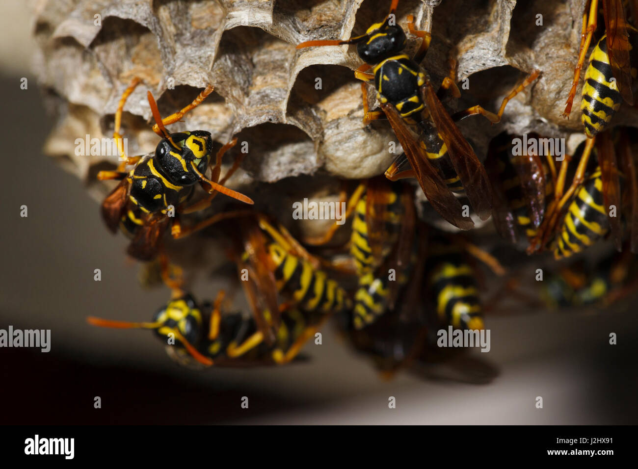 USA, Oregon, Keizer, europäische Papier Wespen (Polistes Dominula). Stockfoto