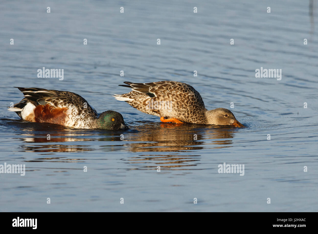 USA, Oregon, Baskett Slough National Wildlife Refuge, paar der nördlichen Löffelente (Anas Clypeata) Fütterung. Stockfoto