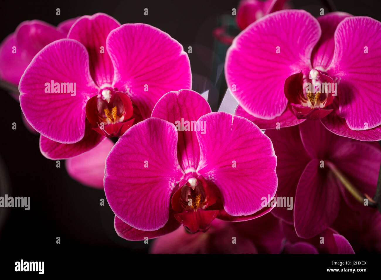 USA, Oregon, Keizer, Hybrid-Orchidee. Stockfoto