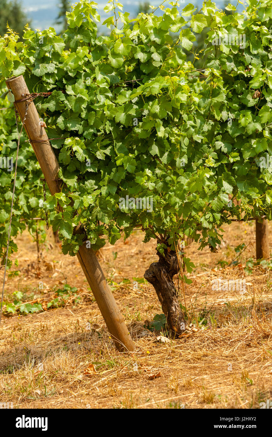 USA, Oregon, Dundee. Torii-Mor-Weingut und Weinberg in Dundee Hills. Stockfoto